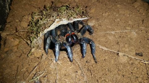  Liphistius! Ontdek de Mysterieuze Ondergrondse Spin en haar Dodelijk Giftig Gespuug